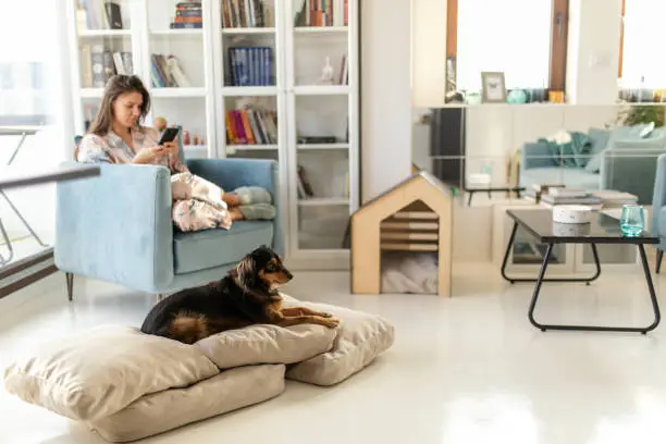 Smart Storage Solutions Made Easy for Pet Owners
